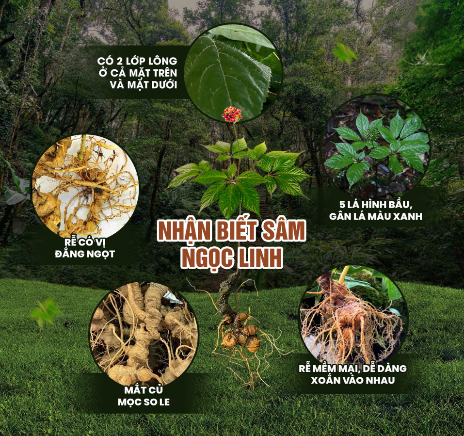 hình ảnh sâm ngọc linh TRIMICO